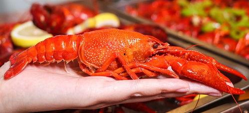 厦门龙虾爆料视频大全最新,最新爆料视频大盘点，美味瞬间尽收眼底  第3张