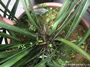 兰花姐姐最新爆料,娱乐圈幕后真相大曝光! 第2张 兰花姐姐最新爆料,娱乐圈幕后真相大曝光! 第2张